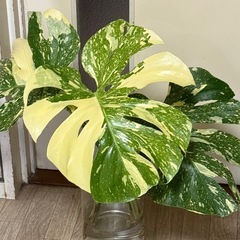 斑入りモンステラ鉢植え
の画像
