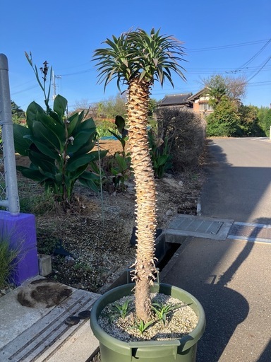 デスメティアーナ