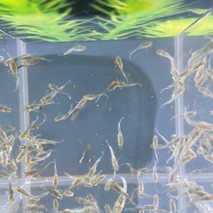 メダカ　飛輪　稚魚、幼魚サイズ　15+αの画像