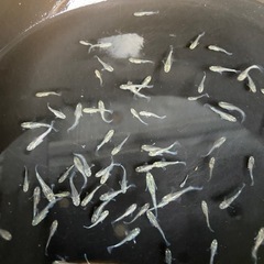 メダカ　飛輪　稚魚、幼魚サイズ　15+αの画像