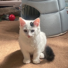 洋猫入ってる白にゃん♂4ヶ月