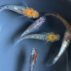 メダカ　宮桜　10匹の画像
