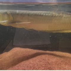 シルバーアロワナ50cmの画像