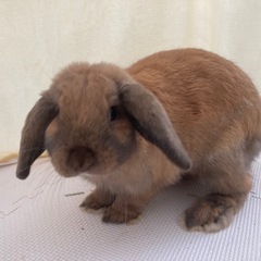 受け渡し先決定！ロップイヤー