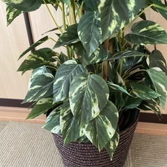 フェイクグリーン ポトス 観葉植物 造花 インテリア 鉢カバー付きの画像