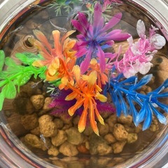 室内でメダカ飼育セット11の画像