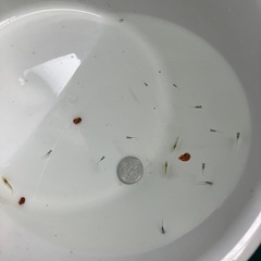 室内でメダカ飼育セット11の画像