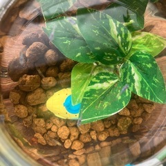室内でメダカ飼育セット⑩の画像