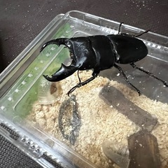 スマトラオオヒラタ　オス　メスペアの画像