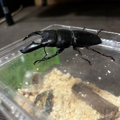 スマトラオオヒラタ　オス　メスペアの画像