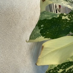 斑入りモンステラ鉢植え
の画像