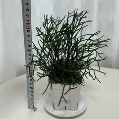 多肉植物　サルコイアシ　猿恋葦の画像