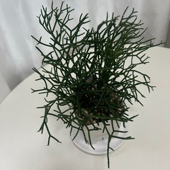 多肉植物　サルコイアシ　猿恋葦の画像
