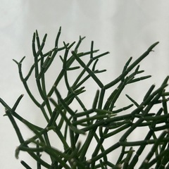 多肉植物　サルコイアシ　猿恋葦の画像
