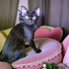 10月12日(日)🩷三鷹で猫の譲渡会🩷黒猫の男の子　生後4ヶ月　...