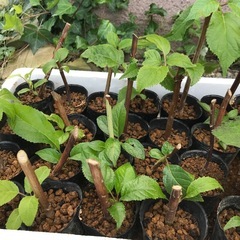アナベル白　さし木苗発根済み1本の画像
