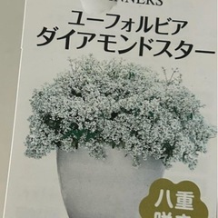 花苗 ユーフォルビア ダイヤモンドスター ②の画像