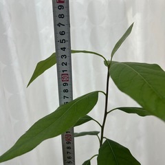植物　アボカド　実生苗の画像