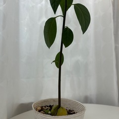 植物　アボカド　実生苗の画像