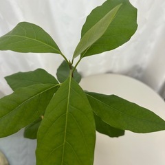 植物　アボカド　実生苗の画像