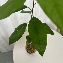 植物　アボカド　実生苗の画像