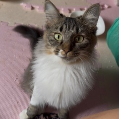 人慣れバッチリ！抱っこ大好きで甘えん坊な長毛のキジ白ちゃん1歳