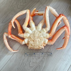【かに模型おもちゃ】の画像