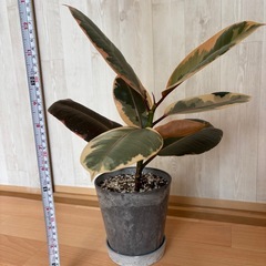 フィカス　観葉植物　の画像