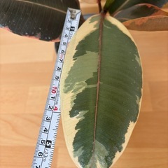 フィカス　観葉植物　の画像