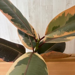 フィカス　観葉植物　の画像