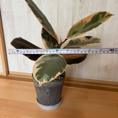 フィカス　観葉植物　の画像