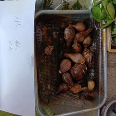 水仙の球根、さしほ（カランコエ（赤）、花月、オリヅルラン　朧月）、鉢　いかがでしょうか？の画像