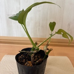 姫モンステラ①の画像