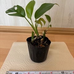 姫モンステラ①の画像