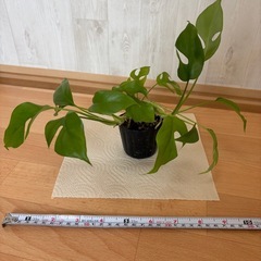 姫モンステラ②の画像