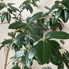 観葉植物　ゴムの木の画像