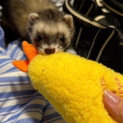 フェレットのぶぶちゃんの里親探してます。