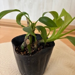 姫モンステラ③の画像