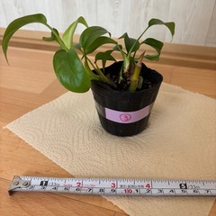姫モンステラ③の画像