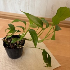 姫モンステラ④の画像