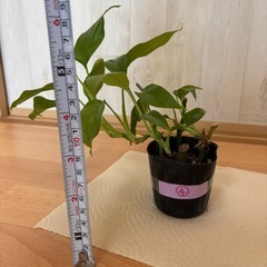 姫モンステラ④の画像