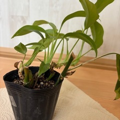 姫モンステラ④の画像