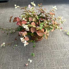 観葉植物の画像