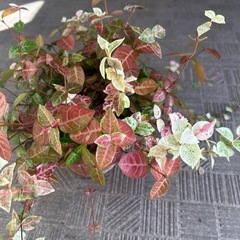 観葉植物の画像