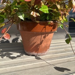 観葉植物の画像
