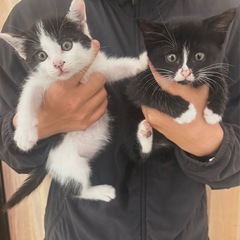 白黒兄妹です＾＾
