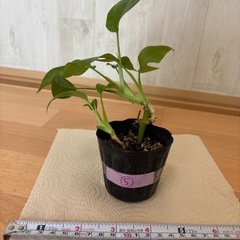 姫モンステラ⑤の画像