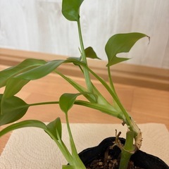 姫モンステラ⑤の画像