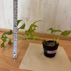 姫モンステラ⑥の画像