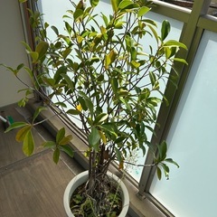 カジュマル植木の画像